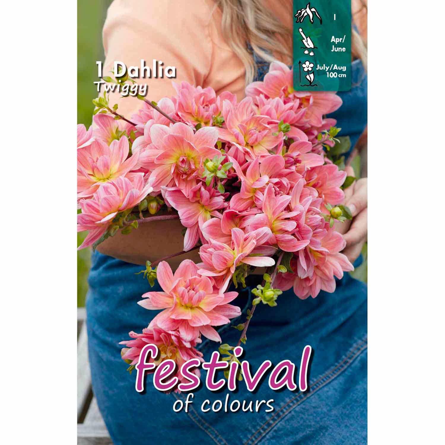 Dahlia Twiggy Decorative | Kun DKK 29 | Laubjerg Havecenter