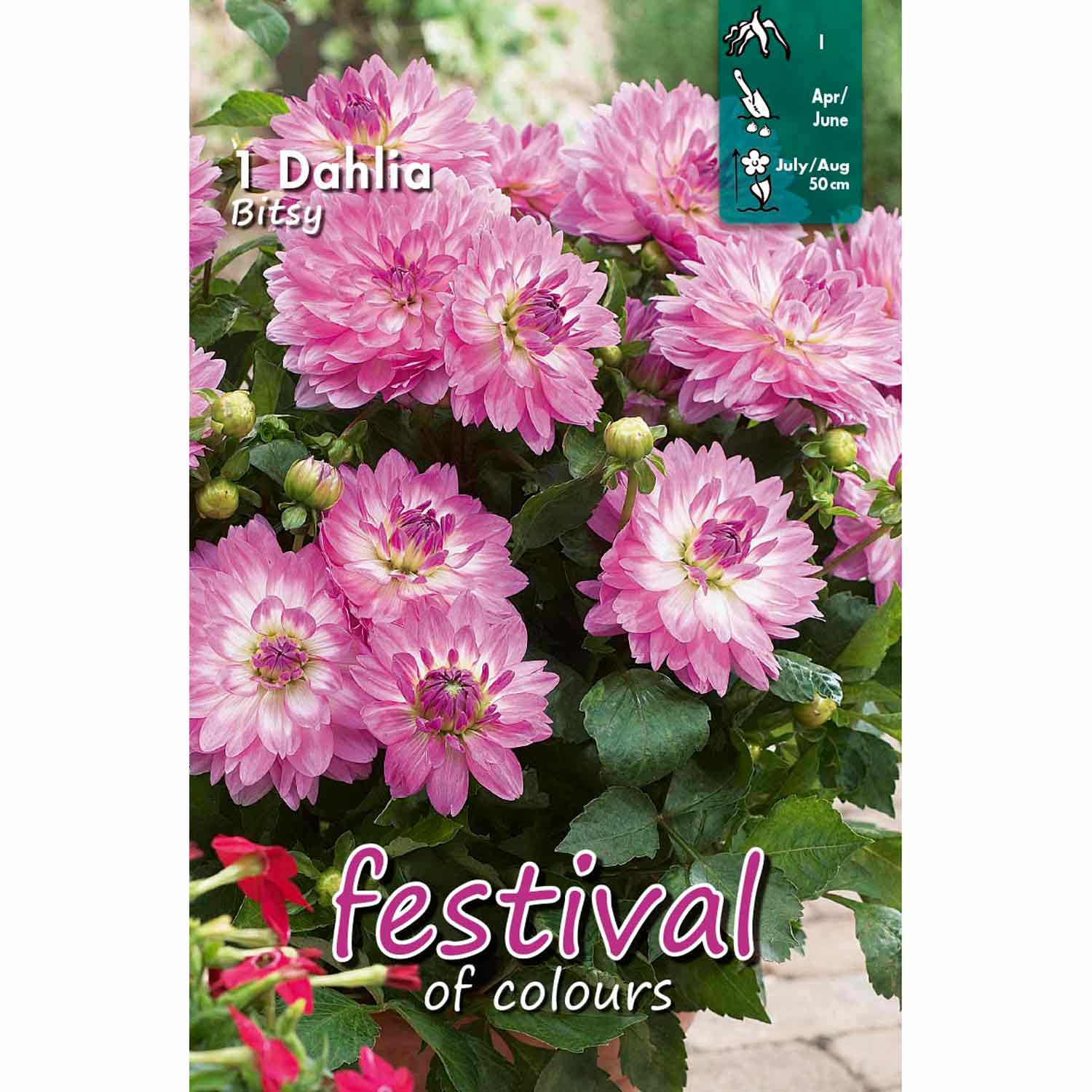 Dahlia Bitsy Decorative