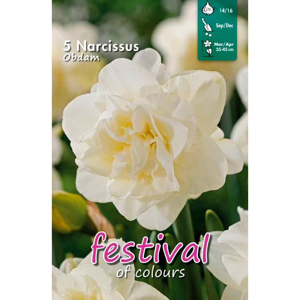 Narcissus Obdam 12/+ 5stk