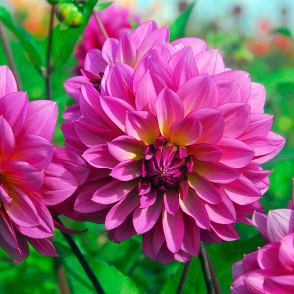 Dahlia Mediterranée Småblommig