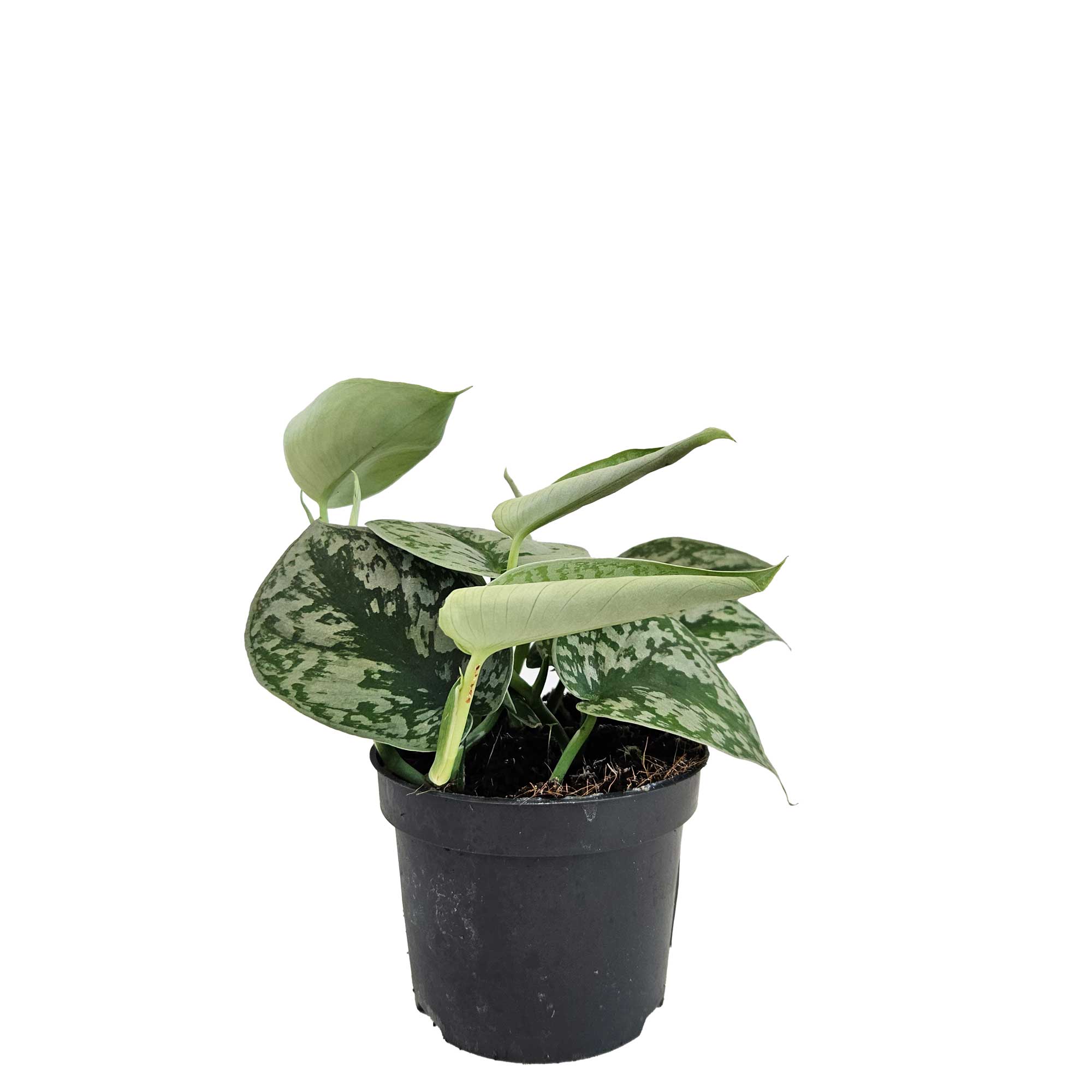 Scindapsus pictus 'Trebie' 12cm