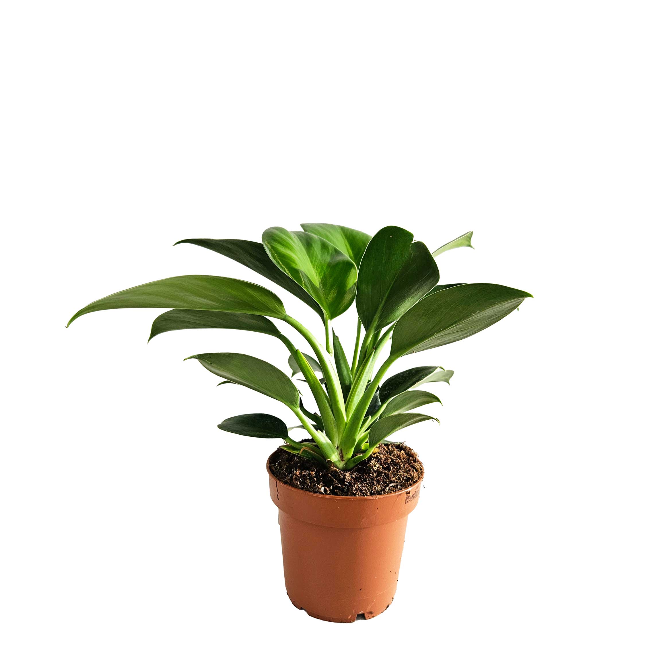 Philodendron 'Green Princess' 12cm
