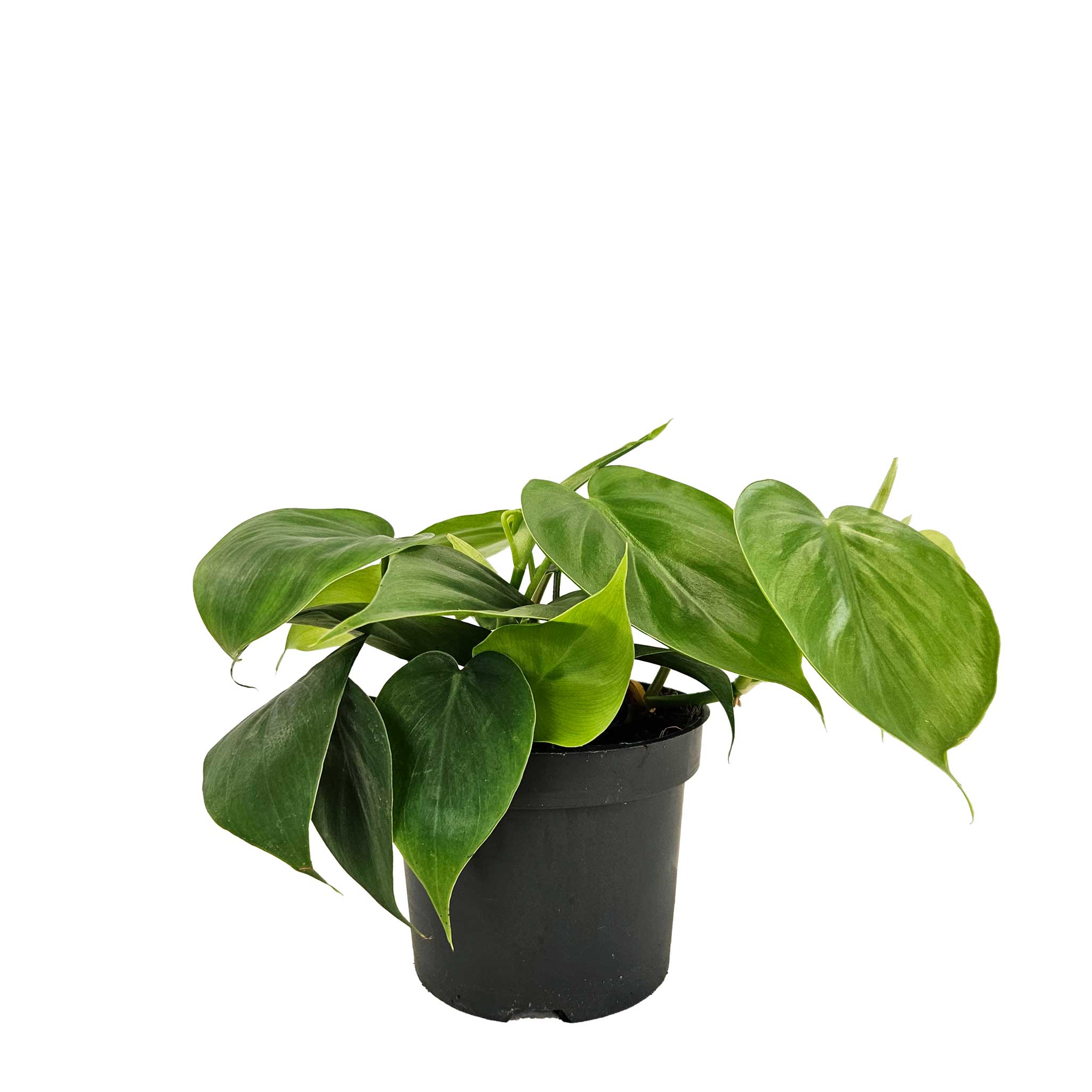 Philodendron scandens 12cm