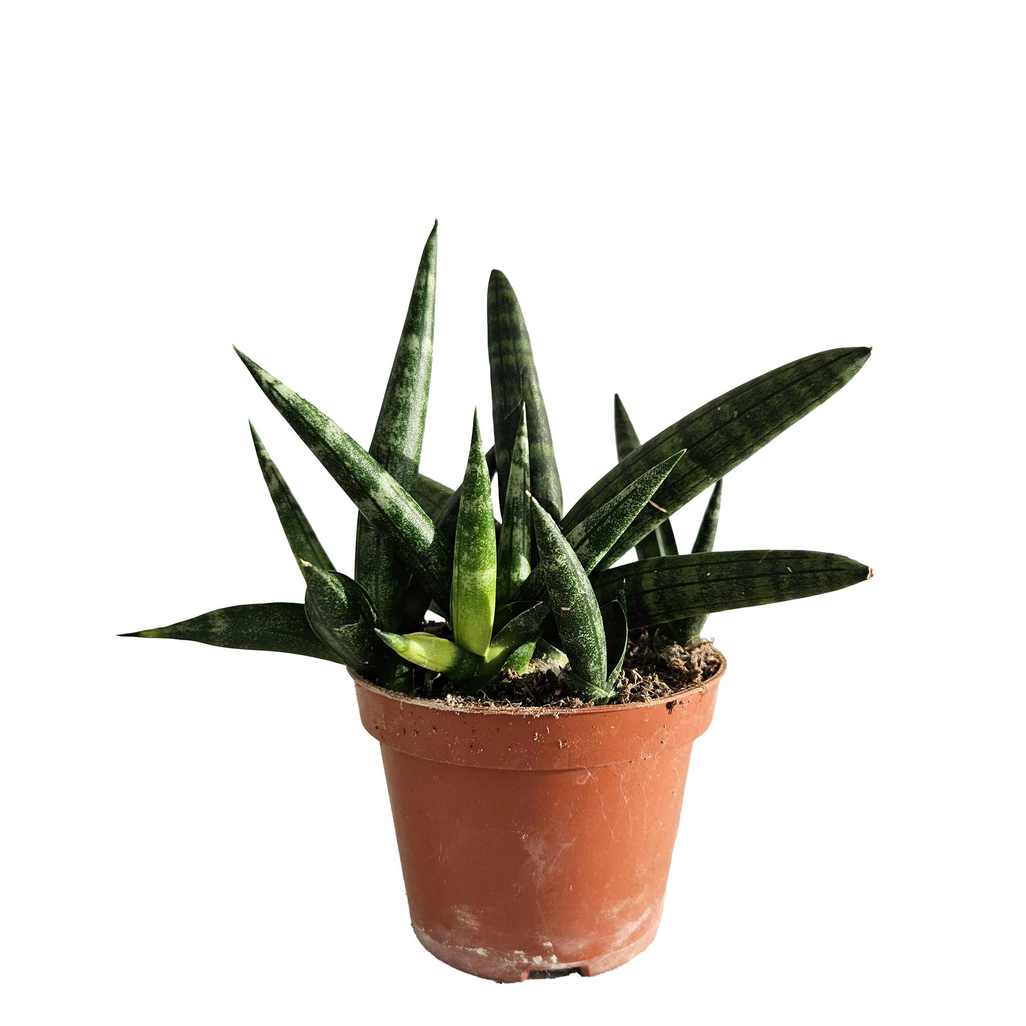 Sansevieria cyl. Boncel 10cm