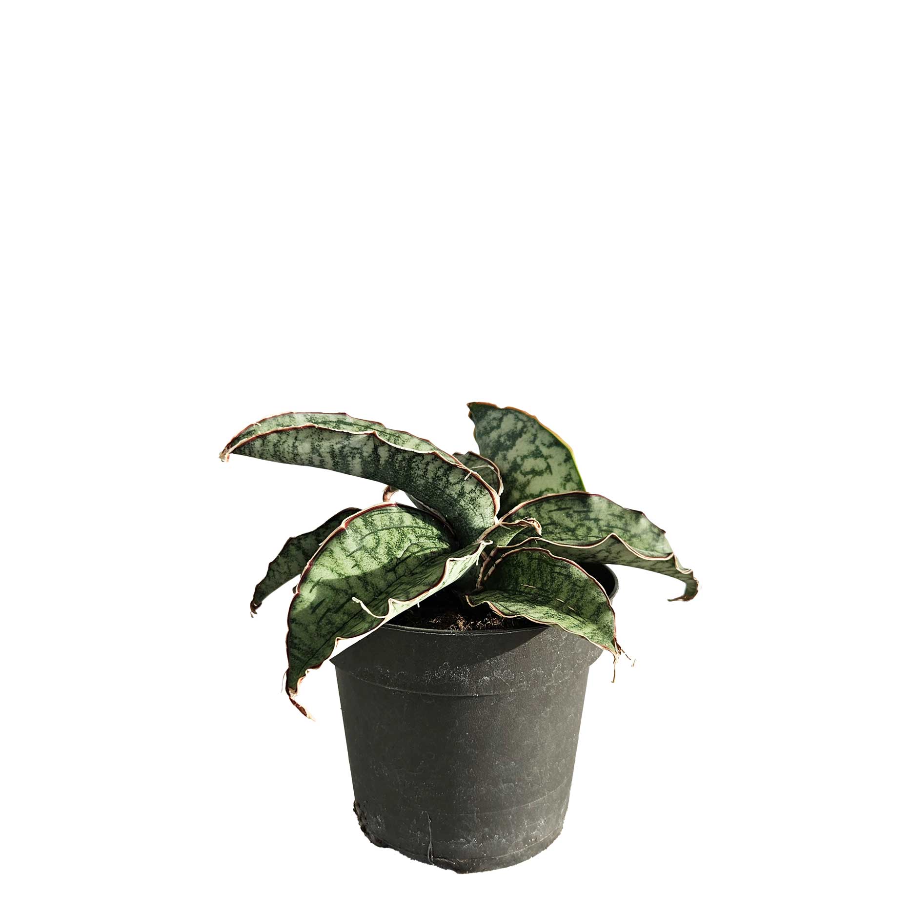 Sansevieria Star Green Granite 12cm