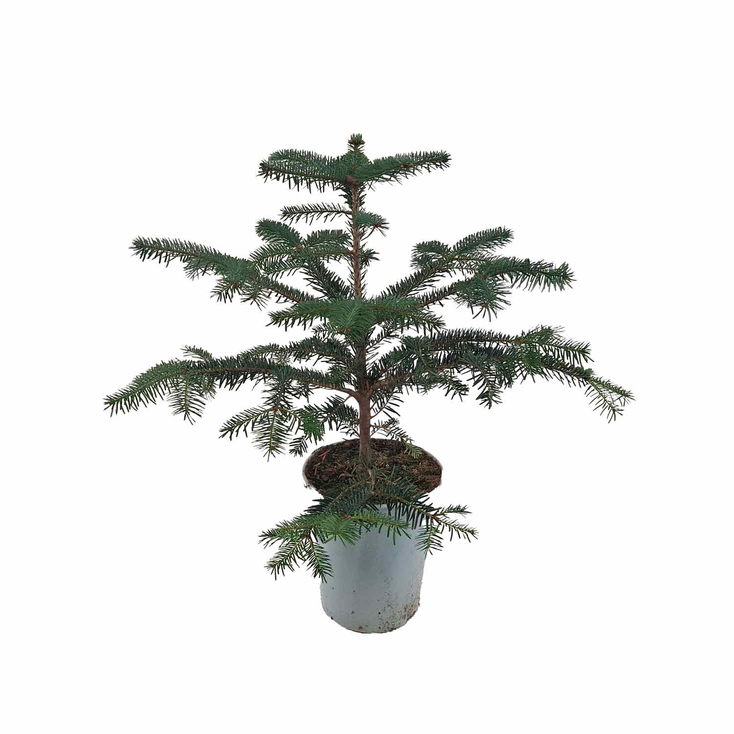 Abies nordmanniana 19cm pot 65cm