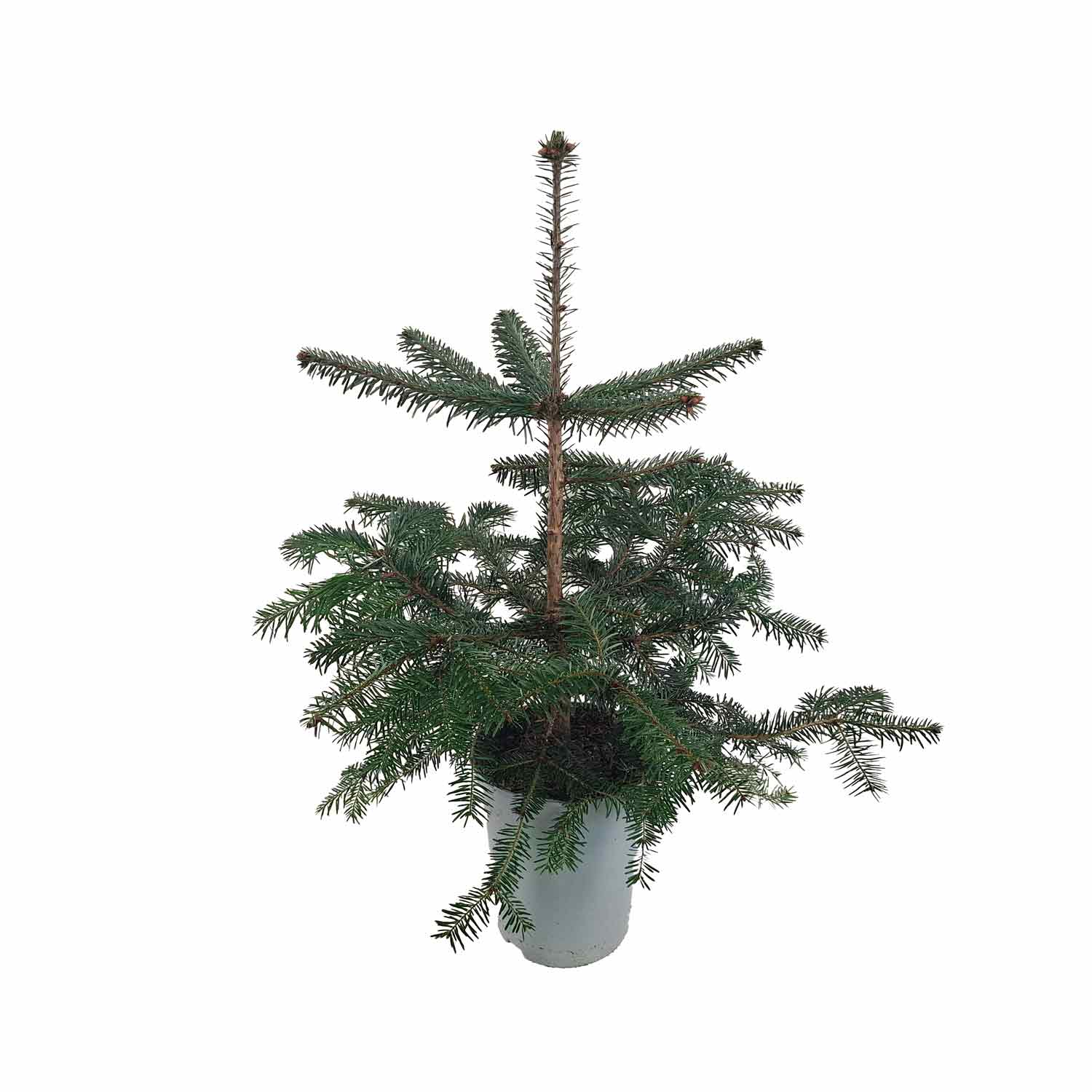 Abies nordmanniana 19cm pot 70cm