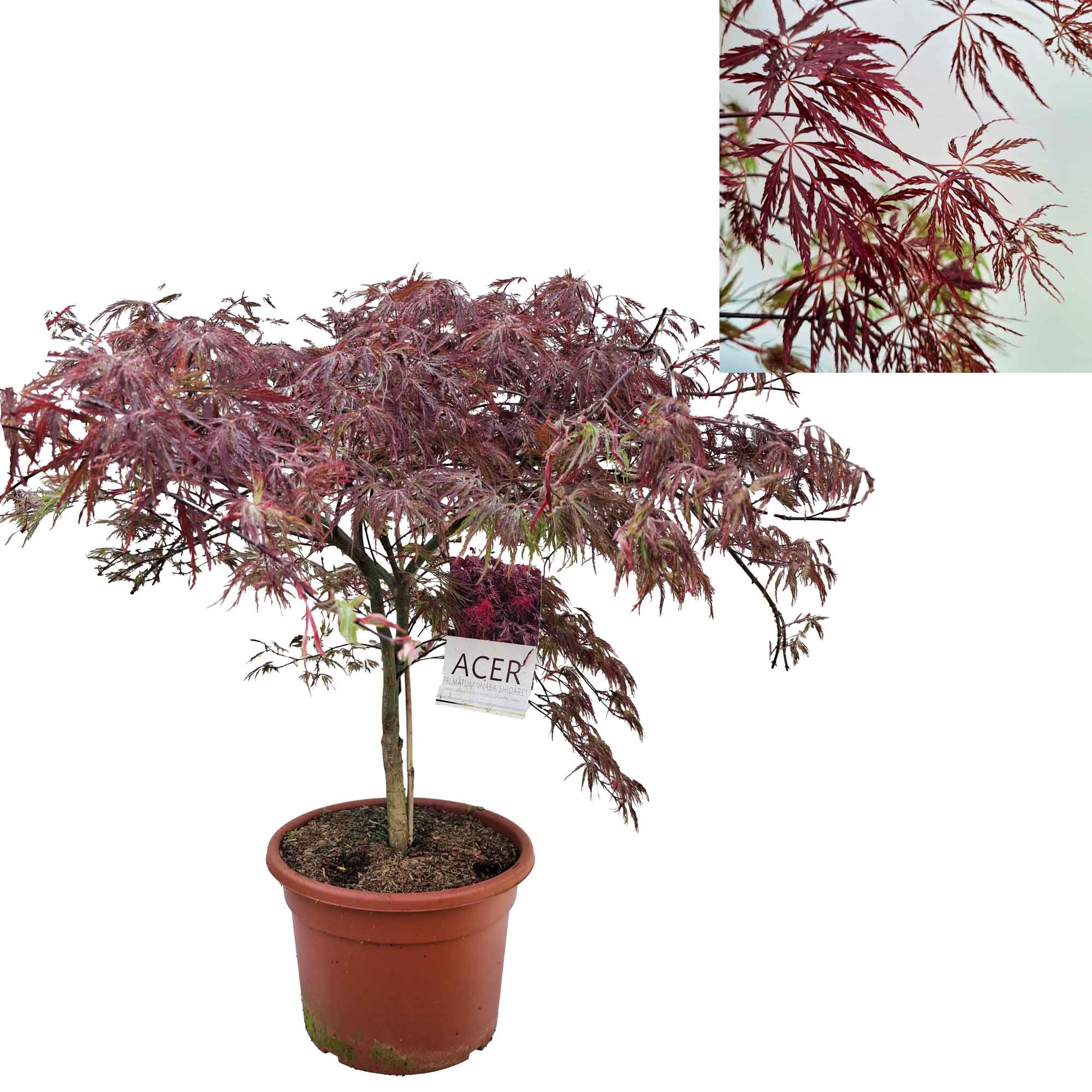 Acer pal. 'Inaba-shidare' 60-80 cm 15L