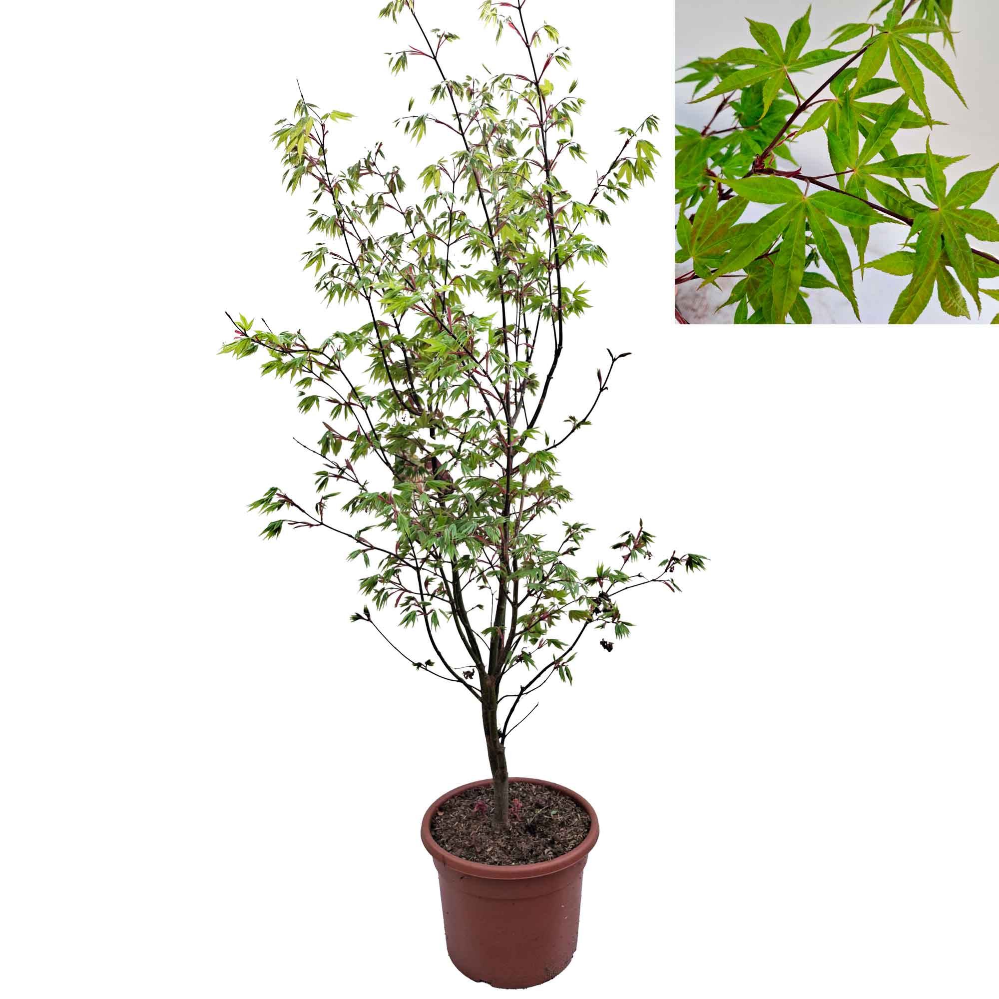 Acer pal. 'Osakazuki' 100-125 cm 15L