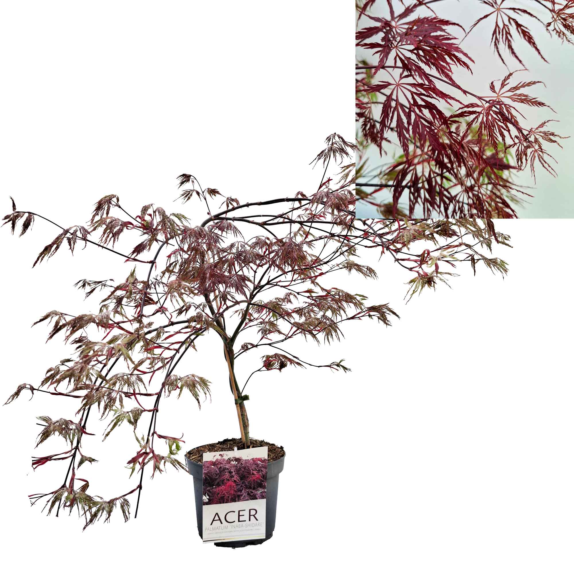 Acer pal. 'Inaba-shidare' 40-50 cm 4L