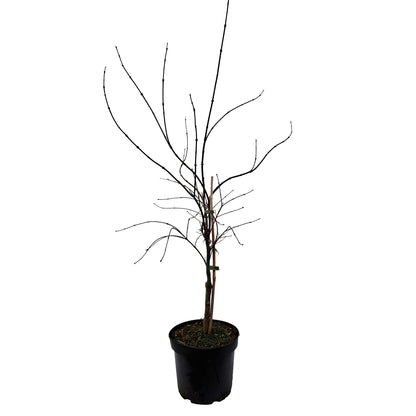 Acer pal. 'Garnet' 40-50 cm 4L