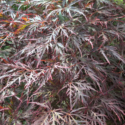 Acer dissectum 'Nigrum' C7.5 80cm st