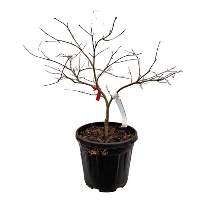 Acer dissectum 'Ornatum' bassi C7.5