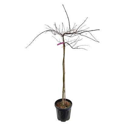 Acer dissectum 'Ornatum' C7.5 80cm st