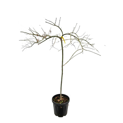 Acer dissectum 'Viridi' C7.5 80cm st