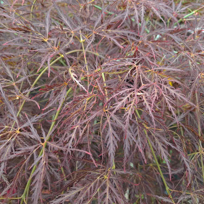 Acer dissectum 'Ornatum' bassi C7.5