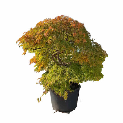 Acer palmatum Dissectum