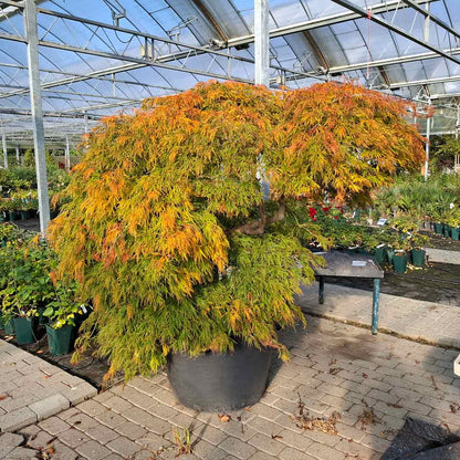 Acer palmatum Dissectum