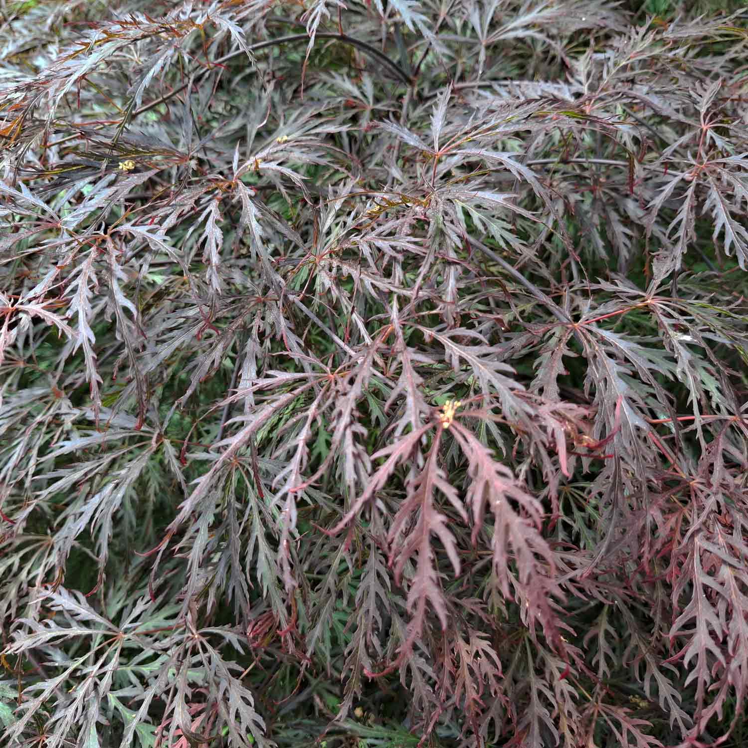 Acer pal. 'Garnet' 40-50 cm 4L