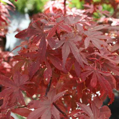 Acer pal. 'Skeeter's Broom' 50-60 cm. 4L