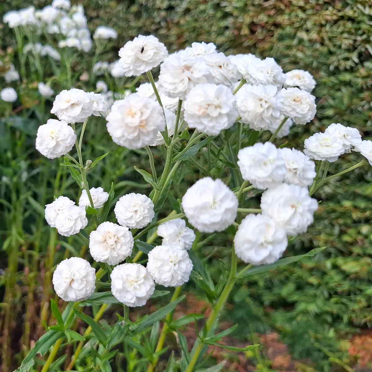Achillea ptarmica 'The Perle' 1L