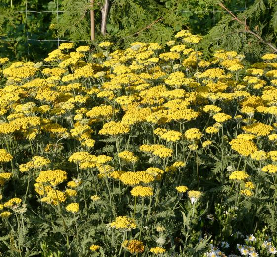 Achillea 'Moonshine' P9