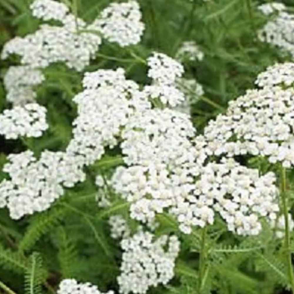 Achillea m. 'Schneetaler' P9