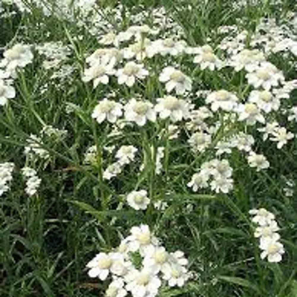 Achillea ptarmica P9