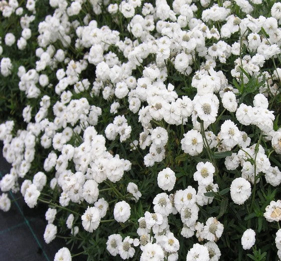 Achillea ptarmica 'The Perle' 1L