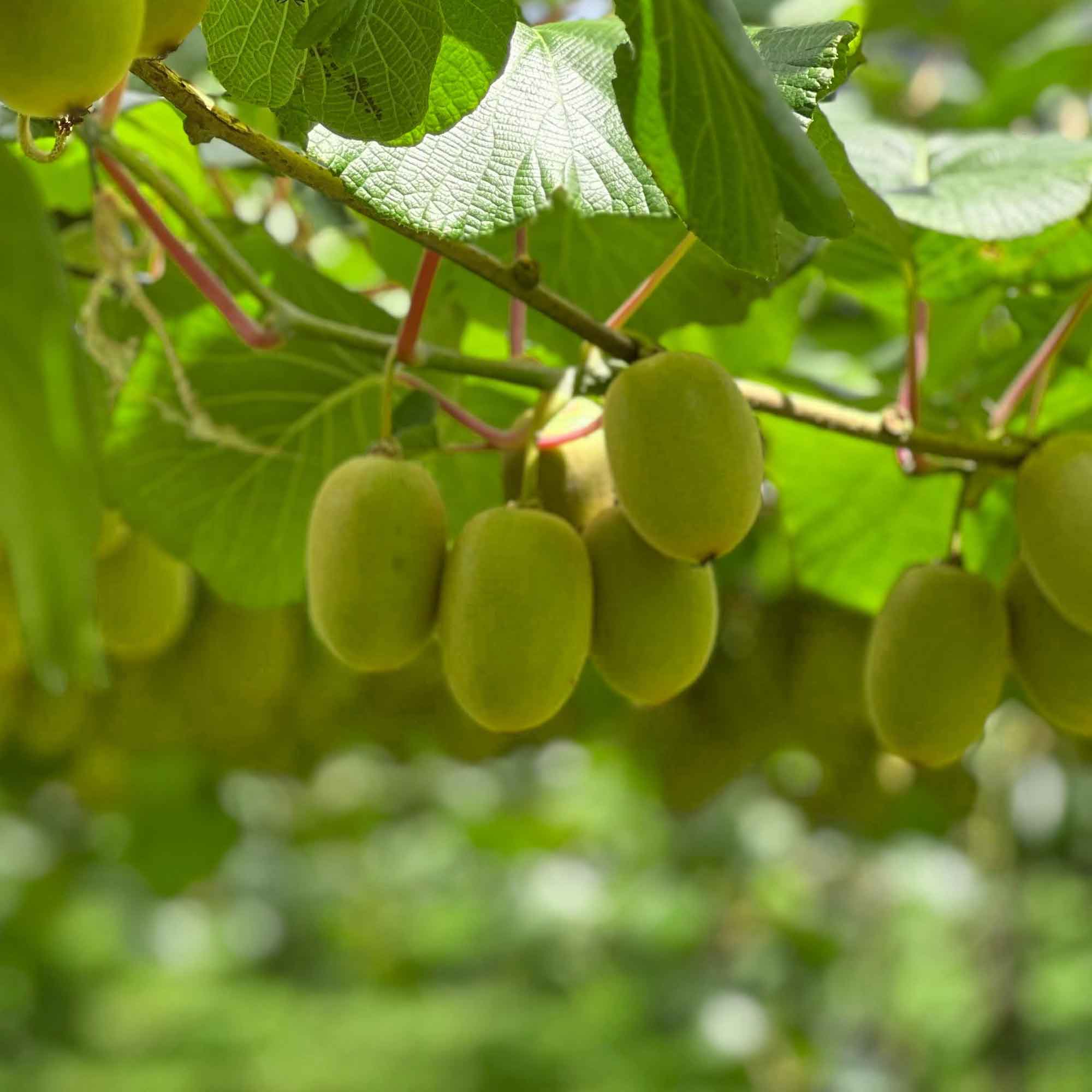 Actinidia arguta 'Geneva' C2,3 60- 100