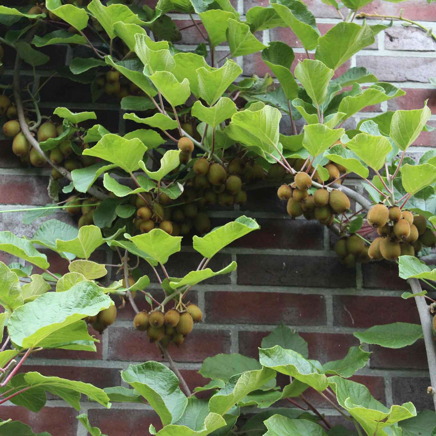 Actinidia chinensis 'Jenny' C2,3 60- 100