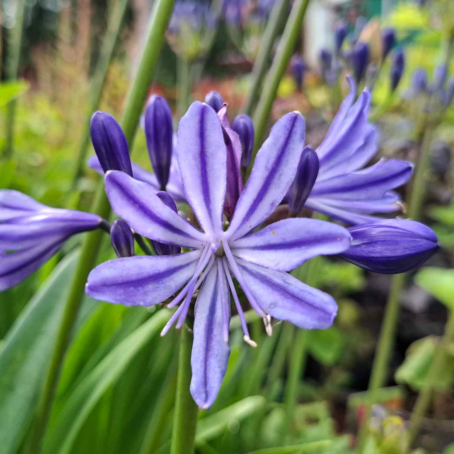 Agapanthus hybrid 'Charlotte'(R) 2 L