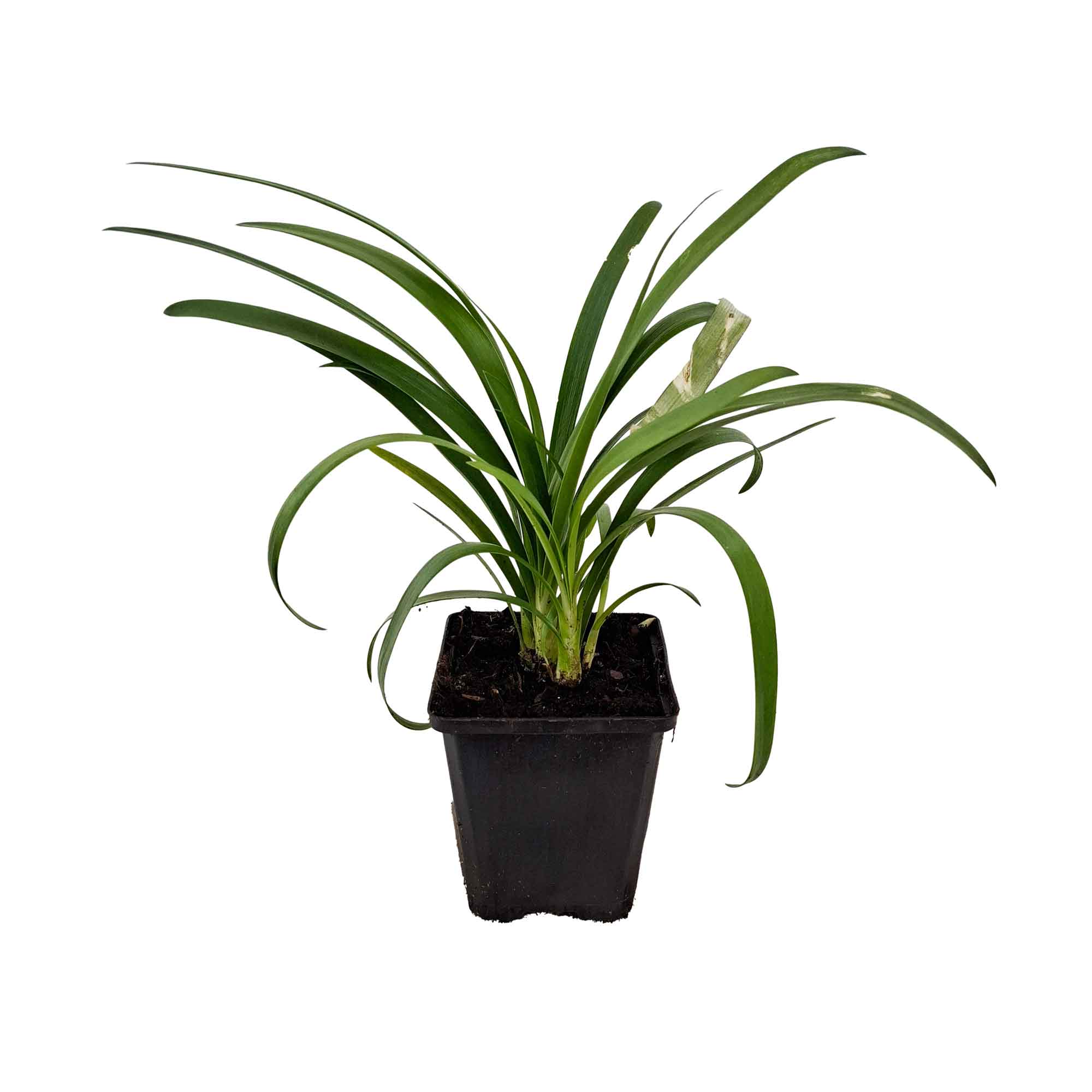 Agapanthus africanus P9