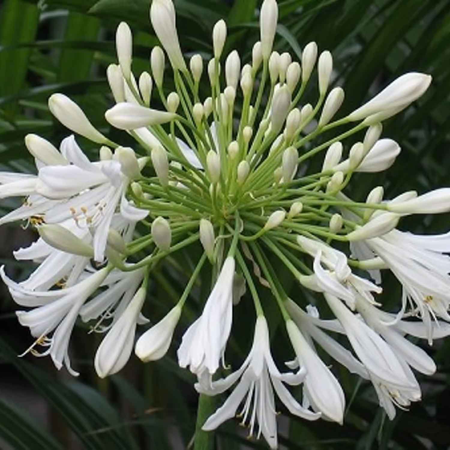 Agapanthus afr. 'Albus' P9