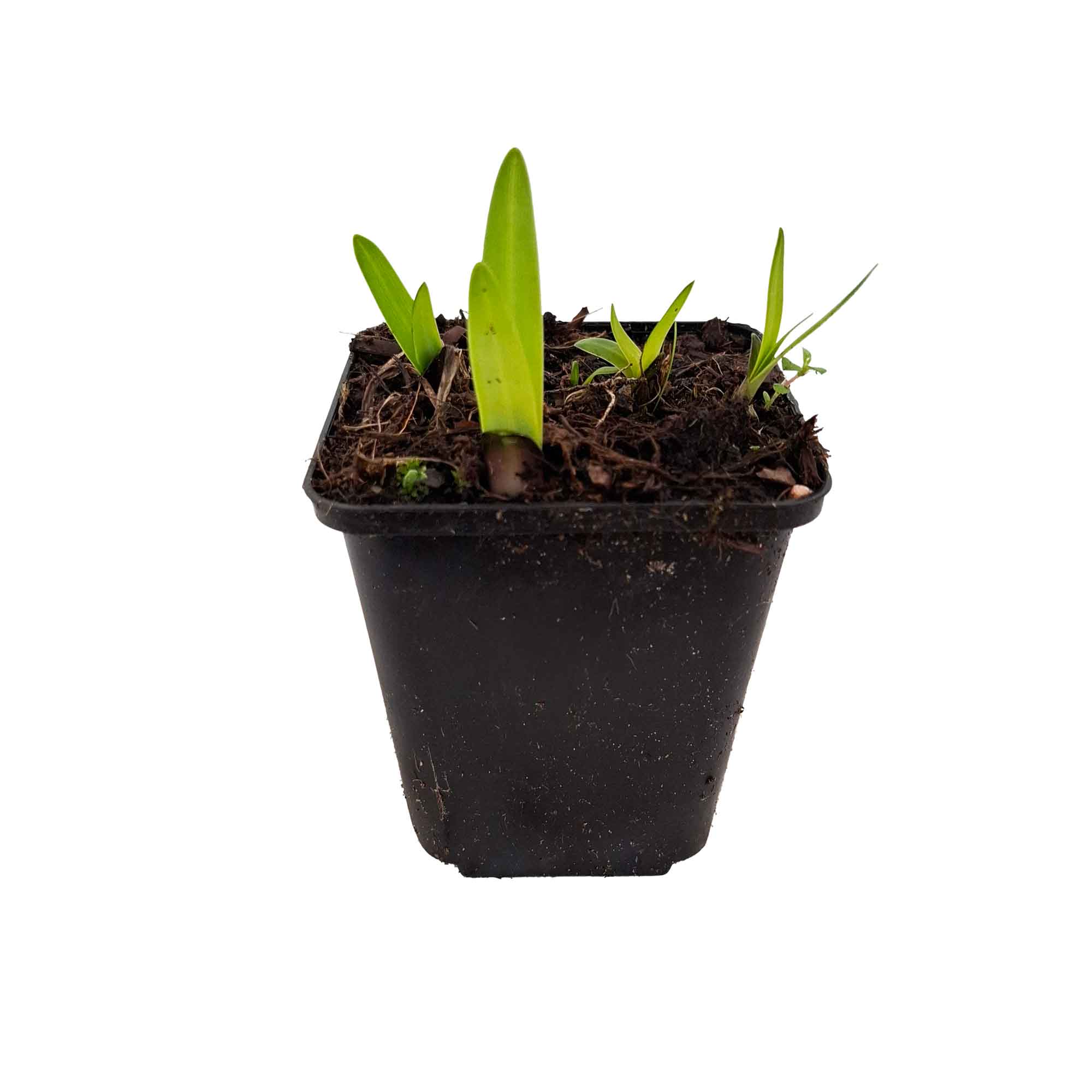 Agapanthus 'Intermedius' P9