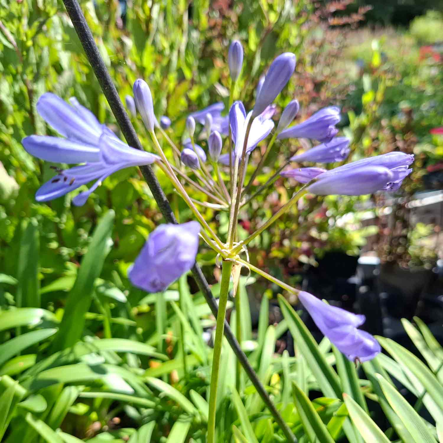 Agapanthus 'Peter Pan' P9