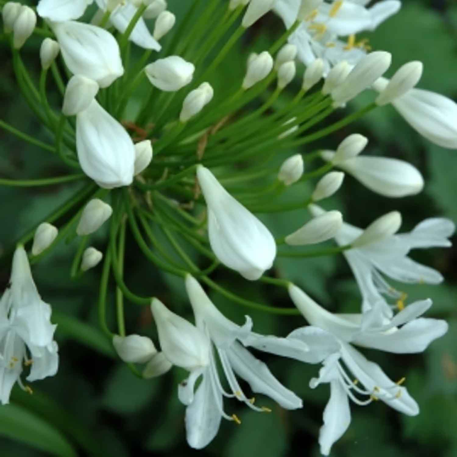 Agapanthus 'Polar Ice' 5L