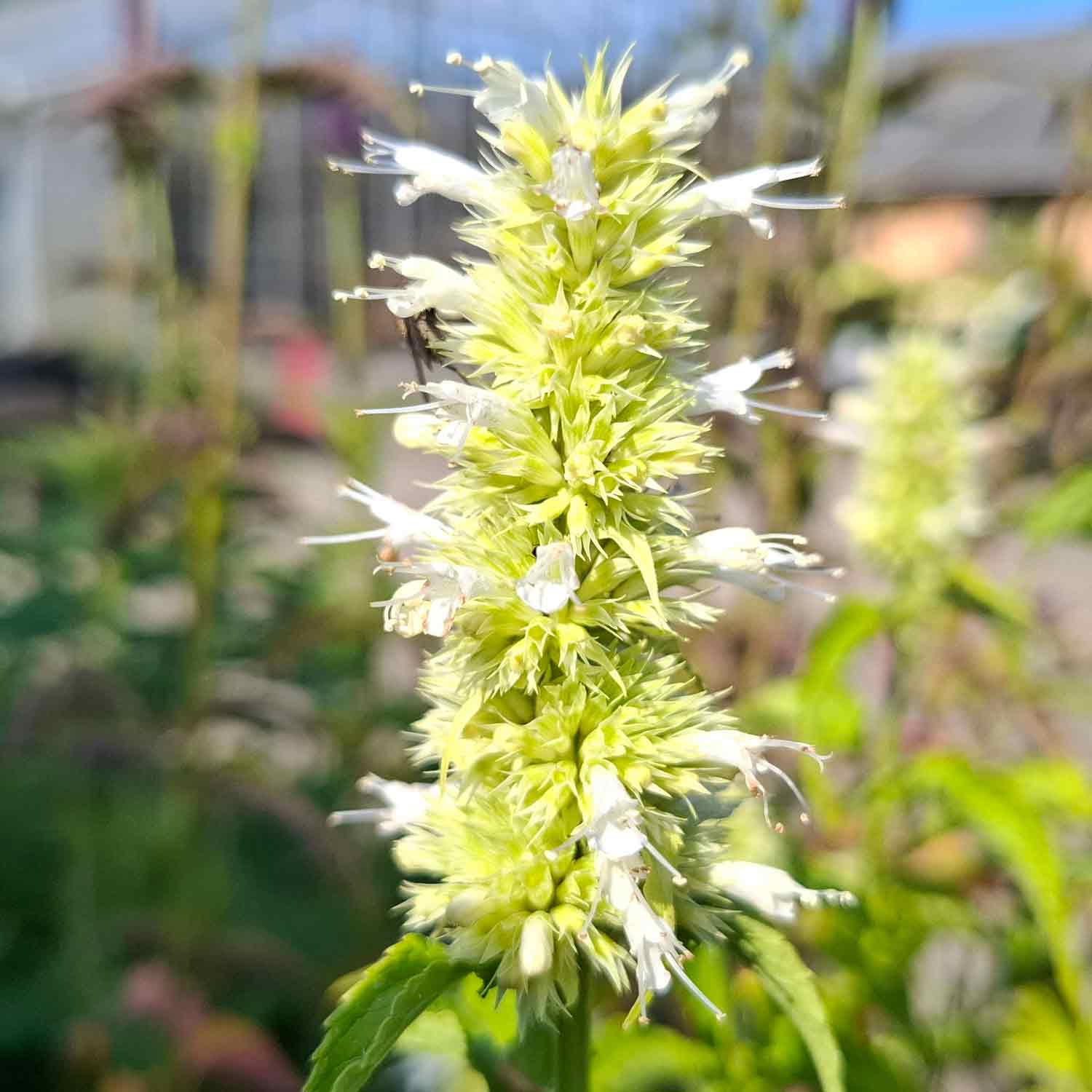 Agastache rugosa 'Alabaster' 1L