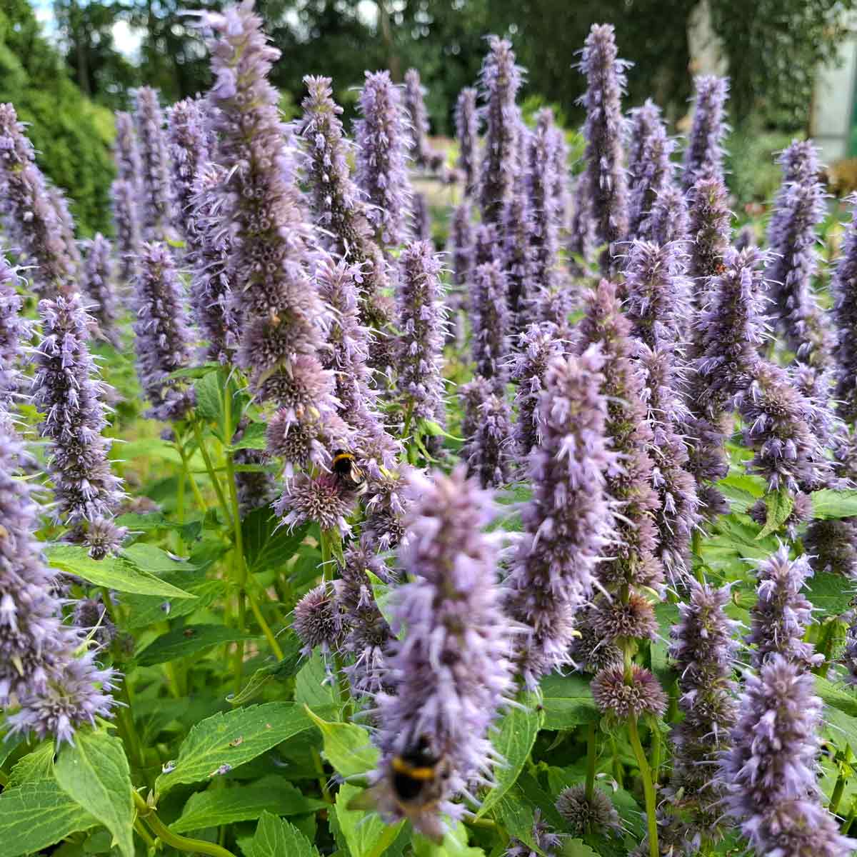 Agastache Hybrid 'Blue Fortune' C3