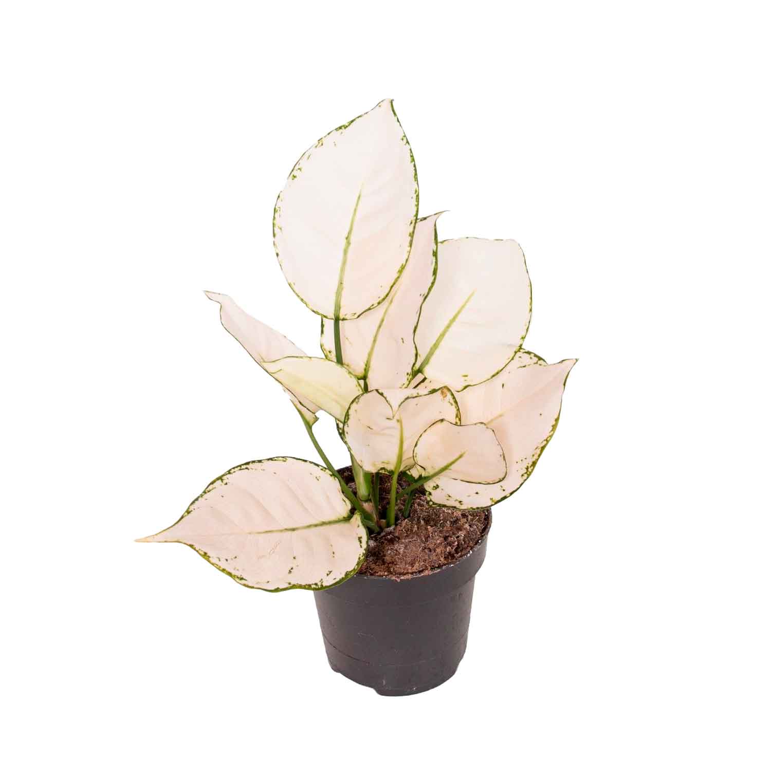 Aglaonema White Joy 12cm