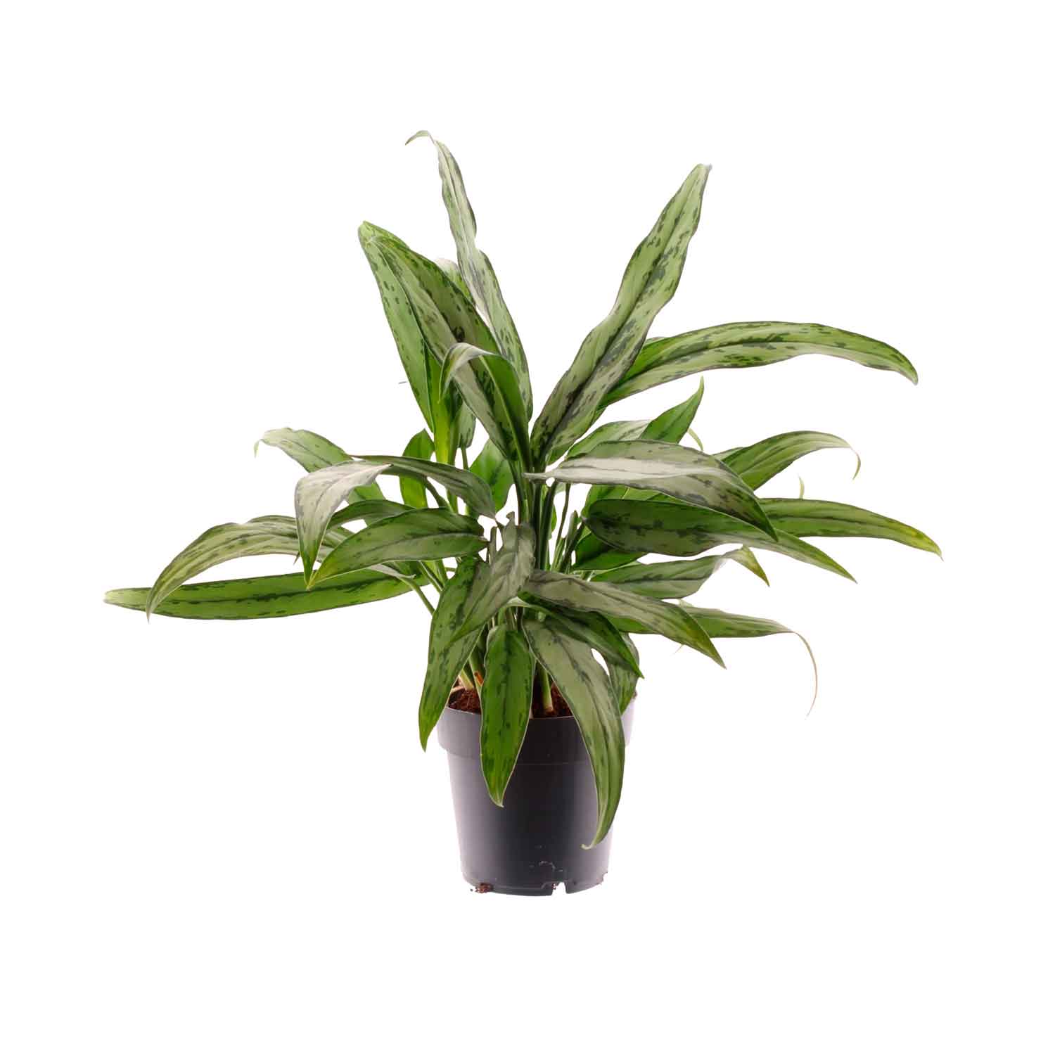 Aglaonema 'Cutlass' 14cm