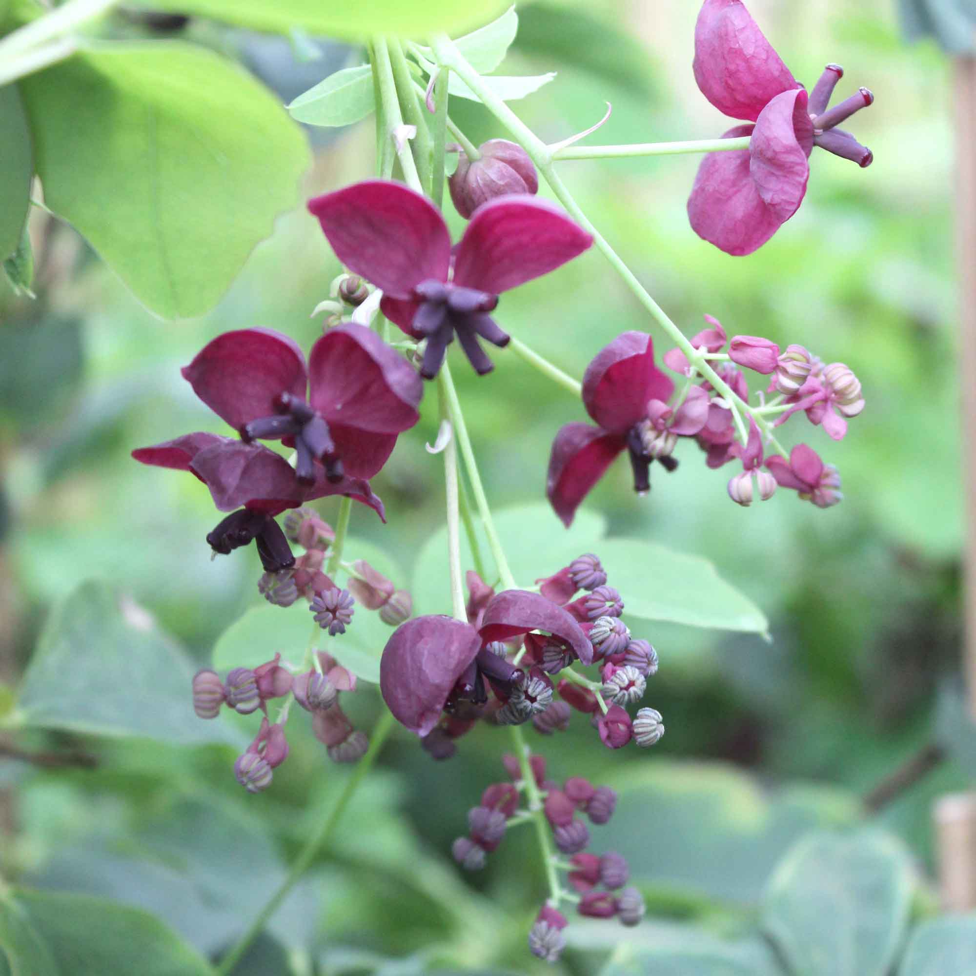 Akebia quinata C2,3 60- 100