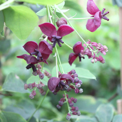 Akebia quinata 150-175cm 5,5L