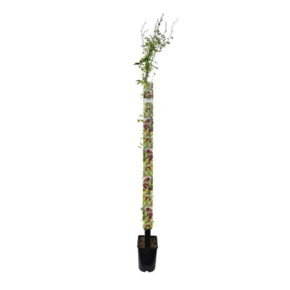 Akebia quinata 150-175cm 5,5L