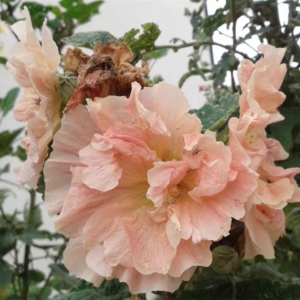 Alcea r. 'Chater's Double Apricot' P9