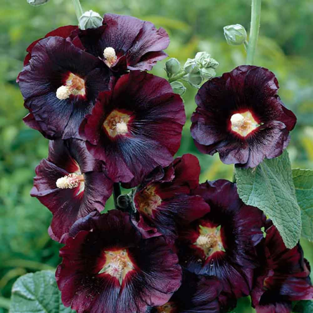 Alcea r. 'Nigra' P9