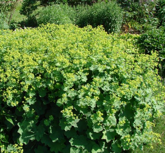 Alchemilla mollis P9