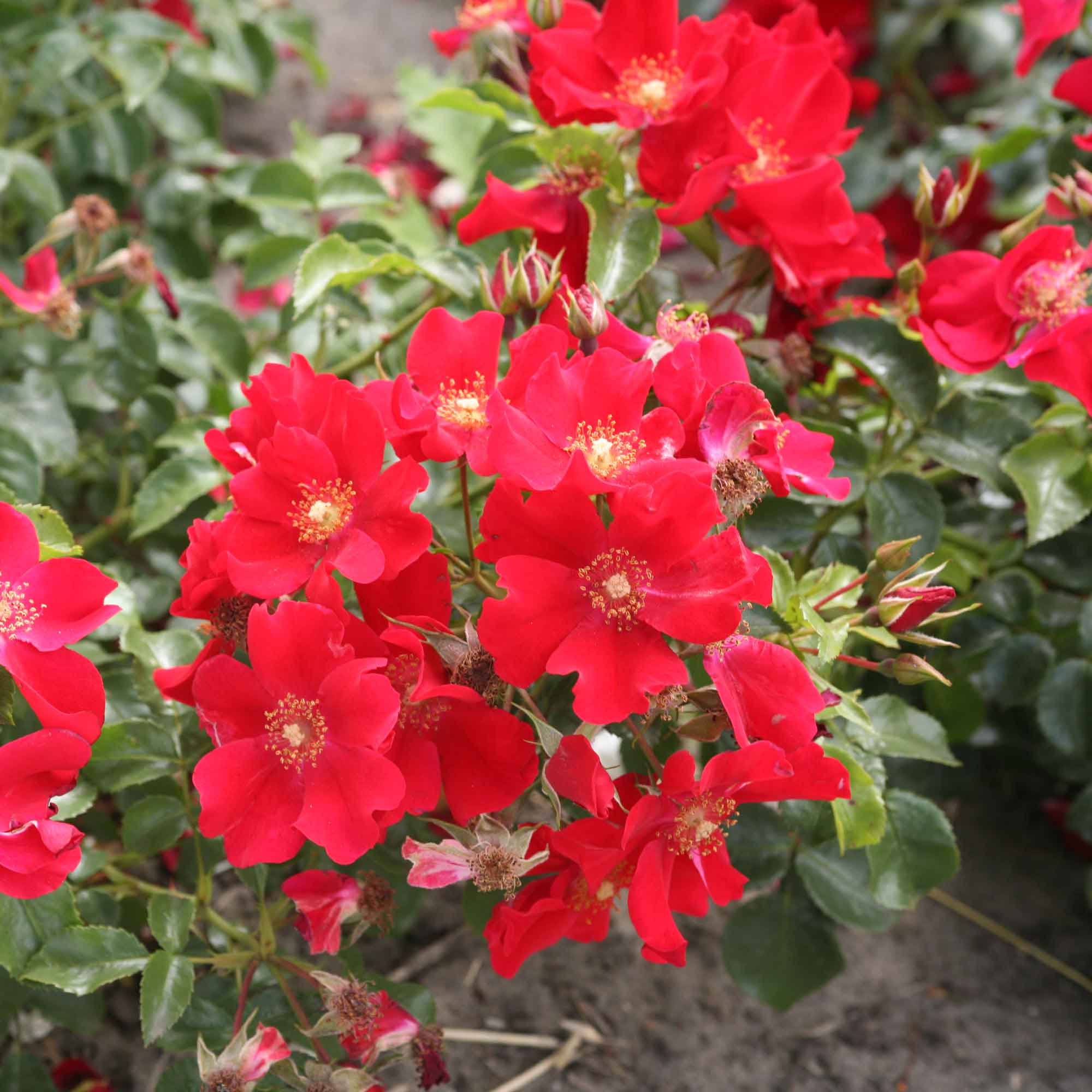 Rose Alexander von Humboldt