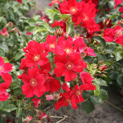 Rose Alexander von Humboldt