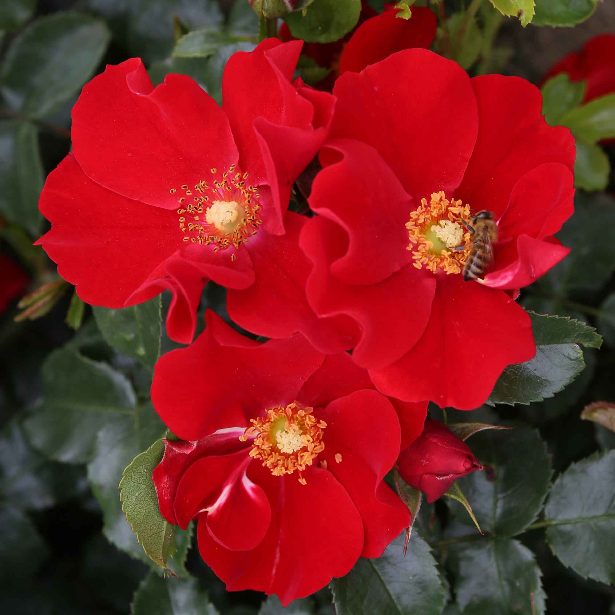 Rose Alexander von Humboldt